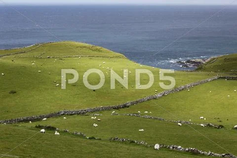 United Kingdom, Northern Ireland, County Antrim, View of sheep grazing on grassy Stock Photos