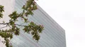 United Nations Organization Headquarters New York City Cherry Tree Blossom Bloom HD Footage