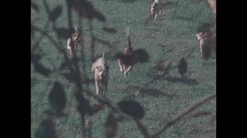 United States 1810s: A small, light-colored dog with dark markings on its face Stock Footage 337418323