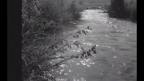 UNITED STATES - 1930s - A brook flows through tall grasses. An aerial view shows Stock Footage 340664620