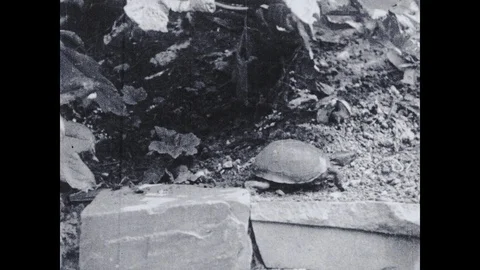 United States 1930s: A turtle makes its way along a stone ledge near dense Stock Footage 119445949