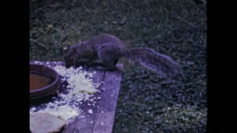 United States 1948, A squirrel eats leftover food near a clay pot Stock Footage 207096236