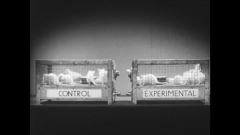 UNITED STATES 1950s: Cages containing control and experimental white lab rats. Stock Footage