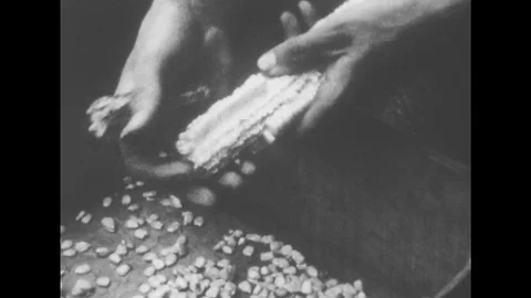 UNITED STATES: 1950s: hands pull corn from cob. Boys pull meat on sledge. Fire Stock Footage 75436182