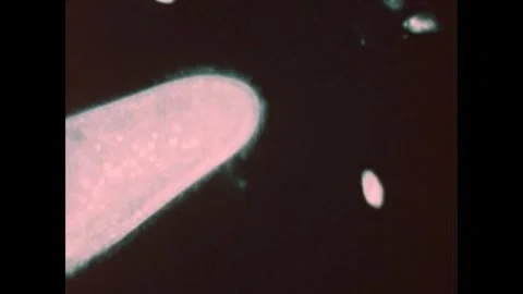 UNITED STATES 1950s: A microscopic view shows a single, elongated, oval-shaped 스톡 동영상 336140243