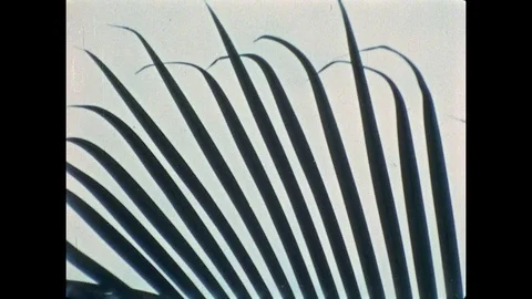 UNITED STATES, 1950s: Patterns of leaves against sky. Patterns of metal railings Stock Footage 75264319
