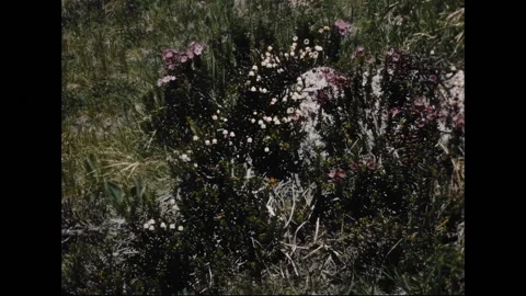 UNITED STATES 1950s: A vibrant patch of wildflowers in a natural setting, Stock Footage 299941585