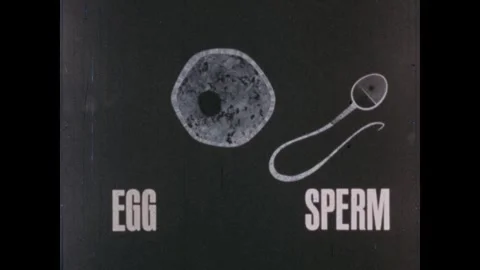 United States 1960s: A microscopic view shows a sperm cell moving toward an egg. Stock Footage 344762068