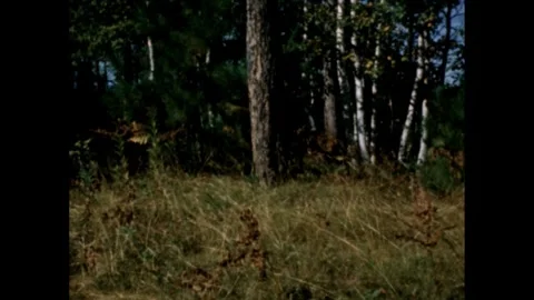 United States 1960s: Static view of a wooded area with tall pine trees and Stock Footage 260837469