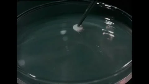 UNITED STATES - 1964 - The bacteriologist dips paper discs in meat mixture Stock Footage 340658200