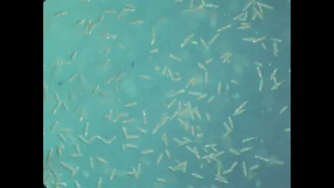 UNITED STATES 1970s: A microscopic view of numerous small, elongated organisms 스톡 동영상 301535251