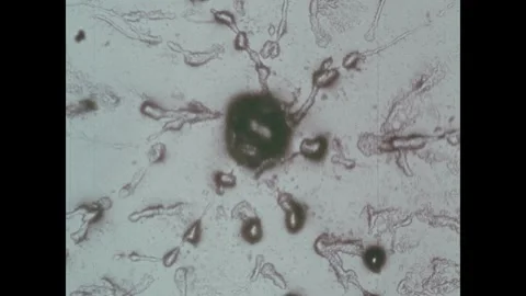 United States 1970s: Microscopic view of biological cells, showing a dark Stock Footage 340653038