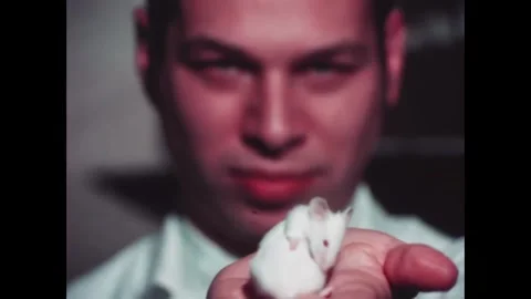 UNITED STATES - 1972 - A lab technician strokes an albino laboratory mouse and Stock Footage 341970982