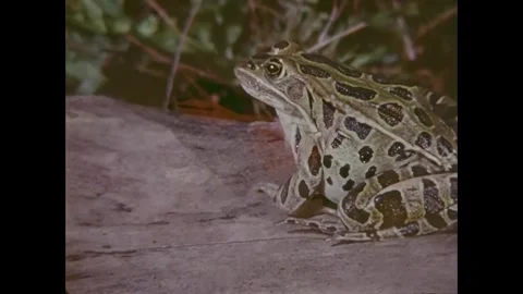 UNITED STATES - 1977 - A leopard frog hunting insects in the wild. Birds Stock Footage 340667741