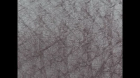 United States 1980s: Bare tree branches form a dense, tangled network of Stock Footage 340533230