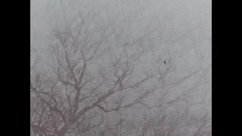 United States 1980s: Bare tree branches spread across an overcast winter sky, Stock Footage 340533239