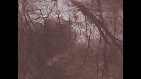 United States 1980s: Bare tree branches reflect on the still surface of a pond Stock Footage 340533243