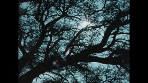UNITED STATES 1980s: Bird eats melon. Tree. Antelope stand under tree. Antelope Stock Footage 307852664