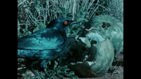 UNITED STATES 1980s: Bird eats melon. Tree. Antelope stand under tree. Antelope Stock Footage 308428805