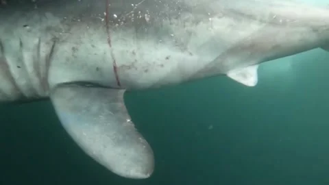 United States: First-Ever Recorded Predation of Porbeagle Shark by Larger Sp... Stock Footage 283557277