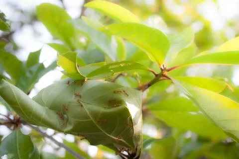 Unity of ants, Red ants work as a teamwork to build their nest Stock Photos