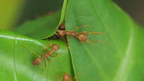Unity of Rad Ants are building leaf nests. (Scientific name Oecophylla smarag Stock Footage 219982454