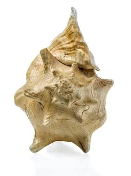 Univalve shell Stock Photos