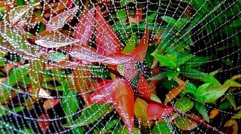 The universe inside a spiderweb Stock Photos