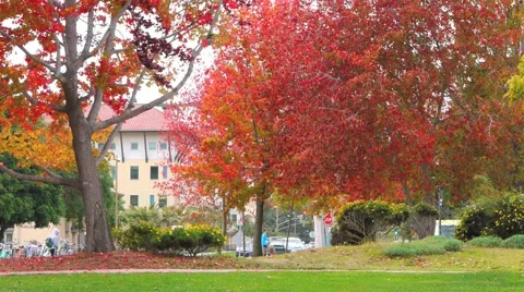 University College Campus Fall Stock Footage 959522