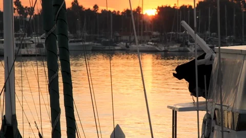 University crew team rowing through California marina at sunrise Stock Footage 87817087