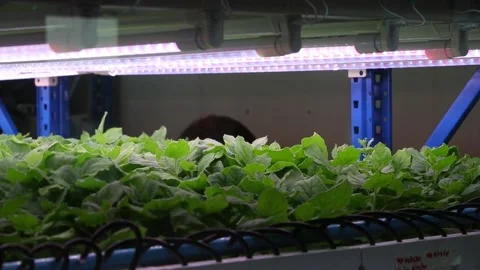 University lab in Bangkok develops a coronavirus vaccine from tobacco leaves, Ba 動画素材 204015266