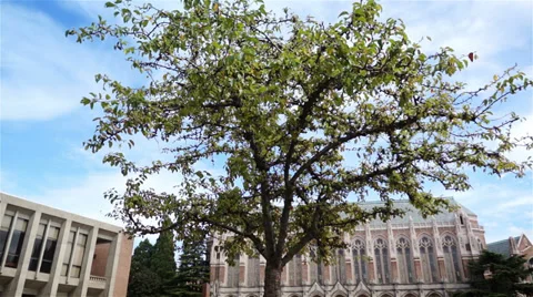 University Tree Stock Footage 27883184