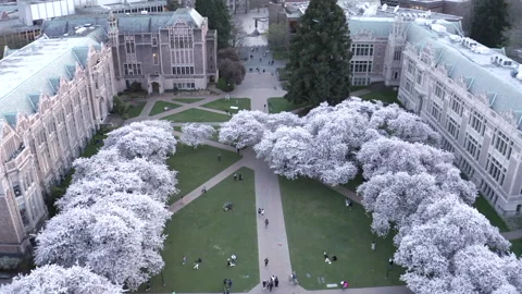 University of Washington Video stock 163511845