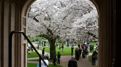 University of Washington Quad Stock Footage 36595394