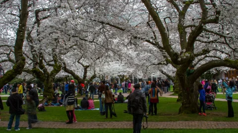 University of Washington Quad Stock Footage 36595418