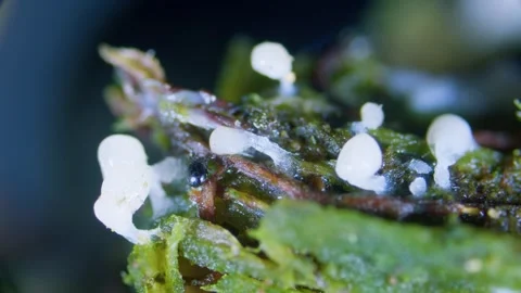 Unknown Acarina species of soil mite and slime mold sporangia under microscope Stock Footage 346432338