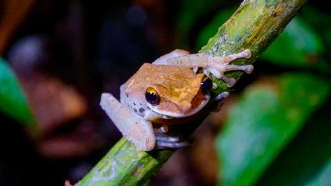 Unknown Amazon Frog Stock Photos