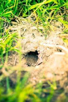 An unknown animal or grid bug home underground Stock Photos