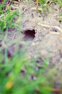 An unknown animal or grid bug home underground Stock Photos
