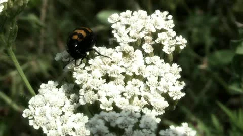 Unknown author insect Stock Footage 11435047