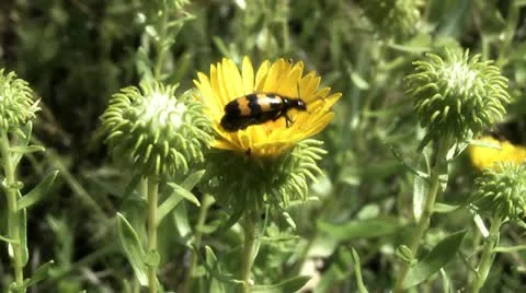 Unknown author insect Stock Footage 11435062