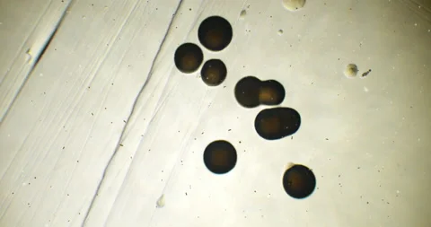 Unknown bacteria and large round dark spots under a microscope. Living organisms Stock Footage 198441250