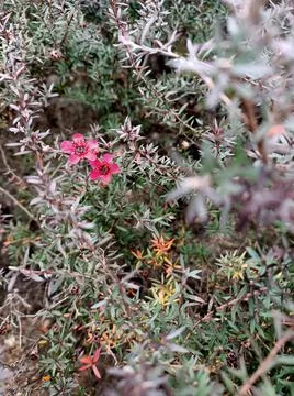 Unknown beauty Stock Photos