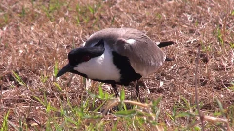 Unknown bird with a black beak and red eyes, Uganda Stock Footage 44333268