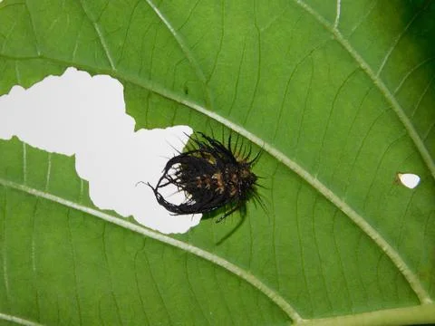 An unknown black insect. Stockfoto's