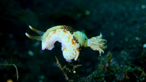 Unknown chomodoris specie white and brown and purple with many spots Stock Footage 112457931