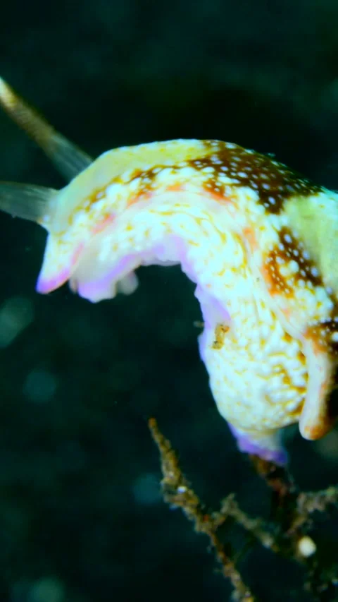 Unknown chomodoris specie white, brown, purple with many spots Video stock 228829757