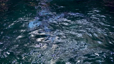 Unknown creatures underwater on the surface of the sea Stock Footage 235572114