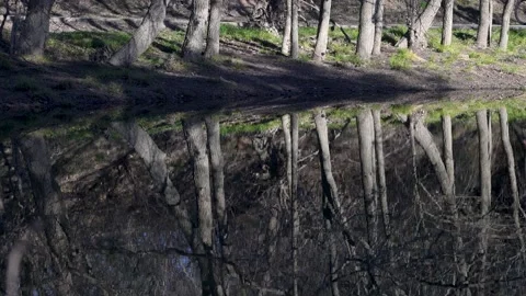 Unknown Cyclist reflection in water as he goes on a path thru wood. Video stock 170893951
