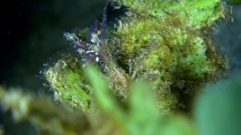 Unknown decorator crab with hydroid and soft coral on top walking on leaf Video stock 112107057